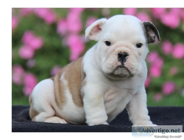 Champion bloodline english bully