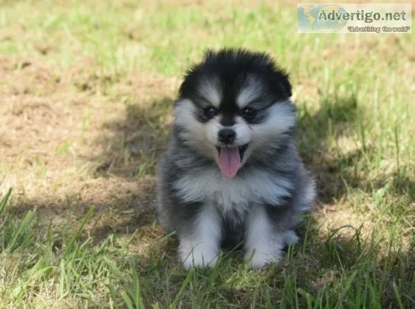 Gorgeous pomskeys 