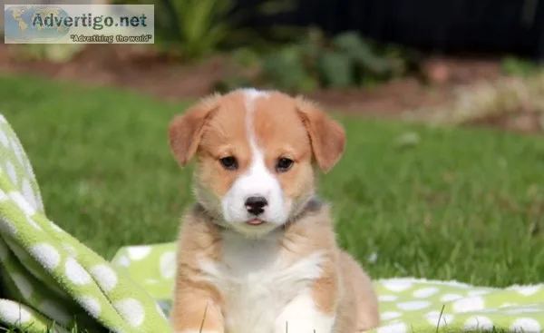 Pembroke welsh corgi