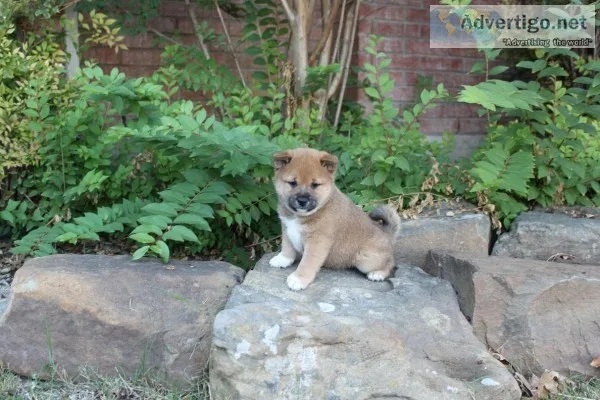 AKC Shiba Inu Puppies