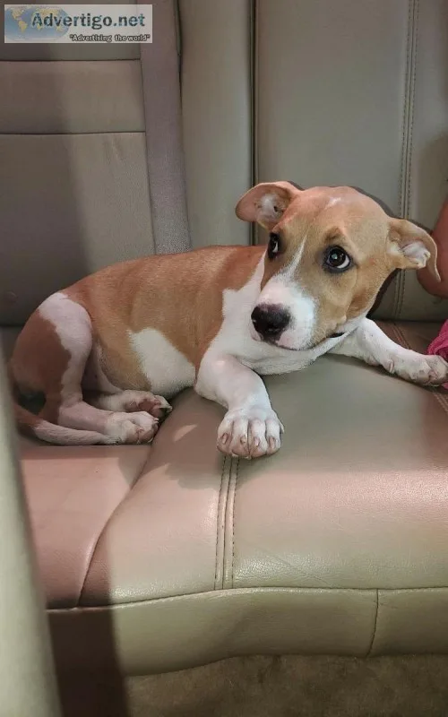 Puppy Terrier Mix American Pitbill 3 months