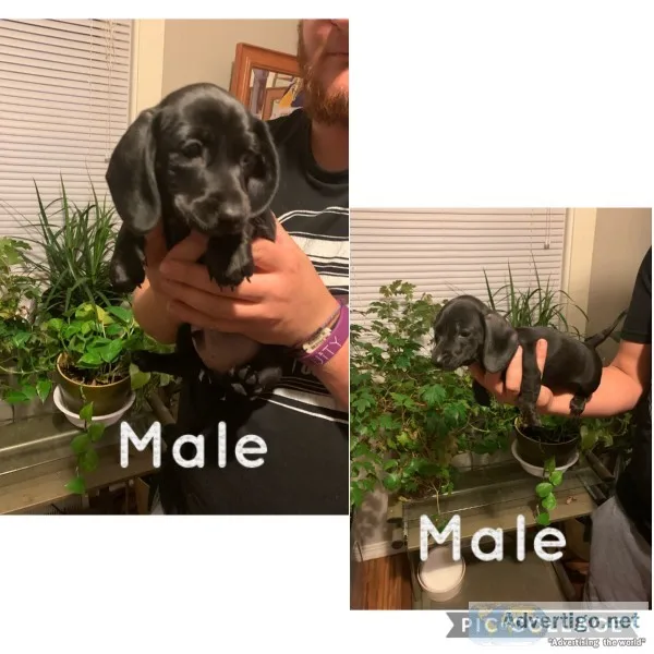 MINI DACHSHUNDS RACINE WI