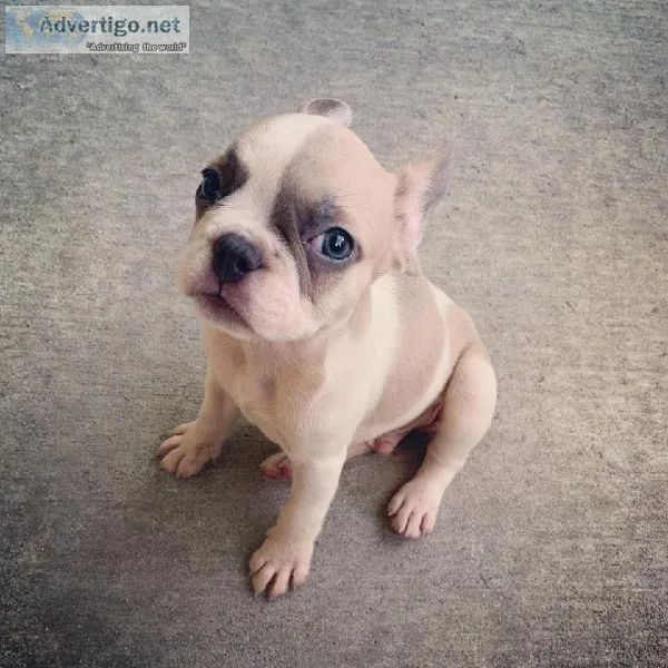 AKC French bulldog male puppy