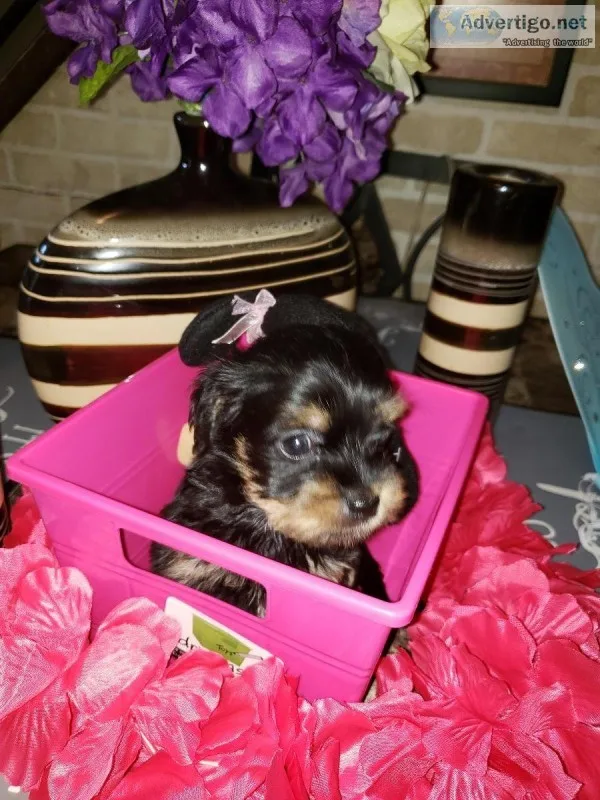 Beautiful Female Chorkie Puppy