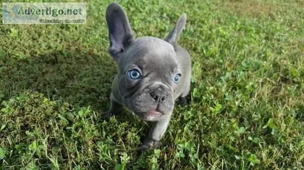 Bulky French Bulldog Puppies