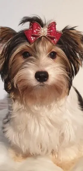 Beautiful Color Yorkshire Terrier