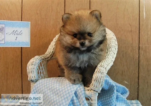Lil Pomeranian puppies