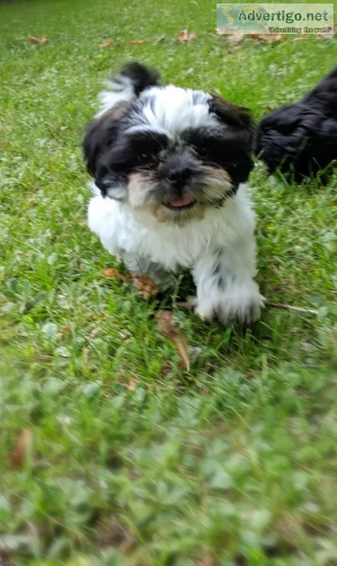 PUREBRED SHIH TZU PUPPY
