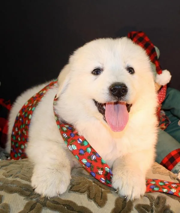 Great Pyrenees X Maremma Gentle Giant Pups