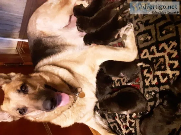 German shepherd puppies no papers