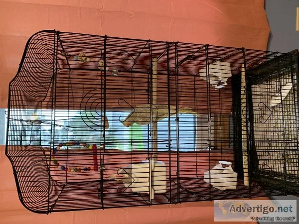 cockatiels for sale hand tamed
