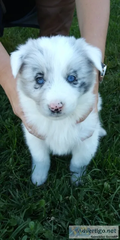 Iso australian shepherd puppy