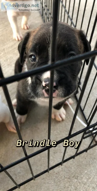Boxer Puppies