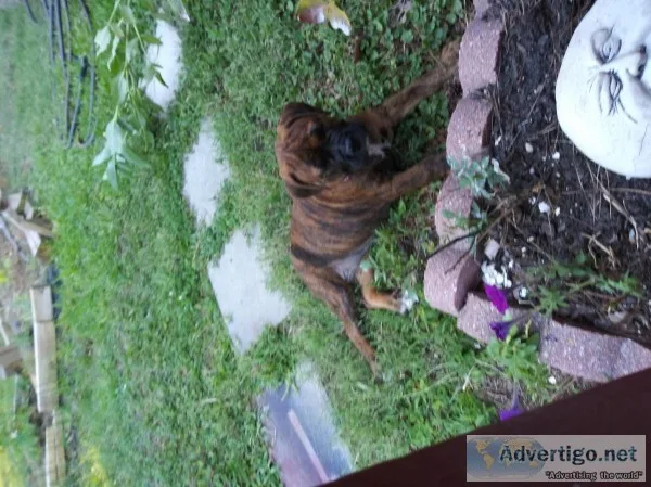 Olde English Bulldogge Puppy