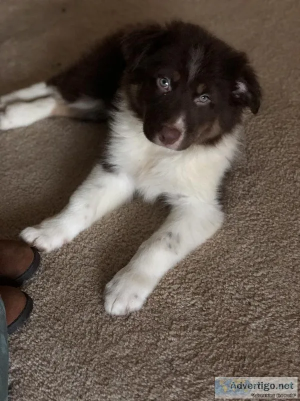 Dog for sale