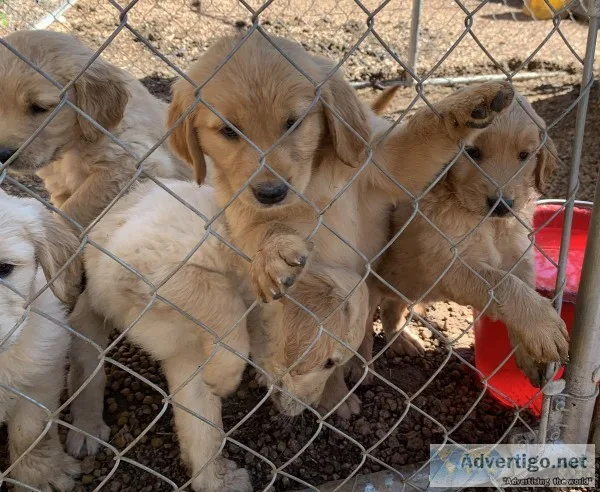 Akc Golden retrievers