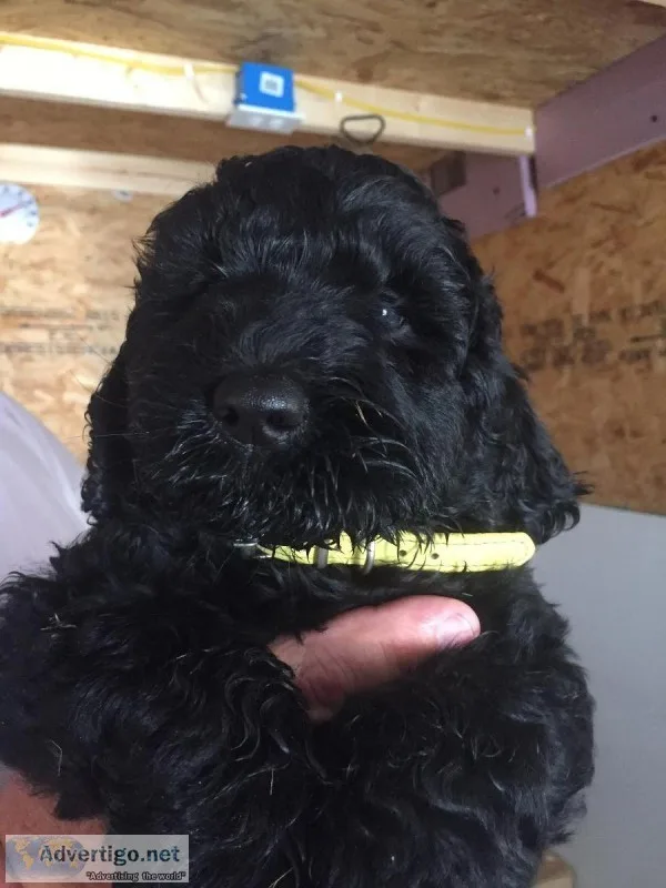 F2 Labradoodles