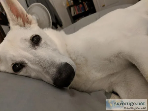 White Female German Shepherd