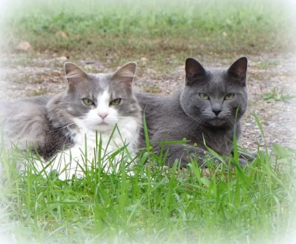 2 Hypoallergenic Cats Russian Blue and Siberian Forest Cat