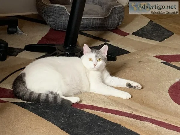 2 cats need home