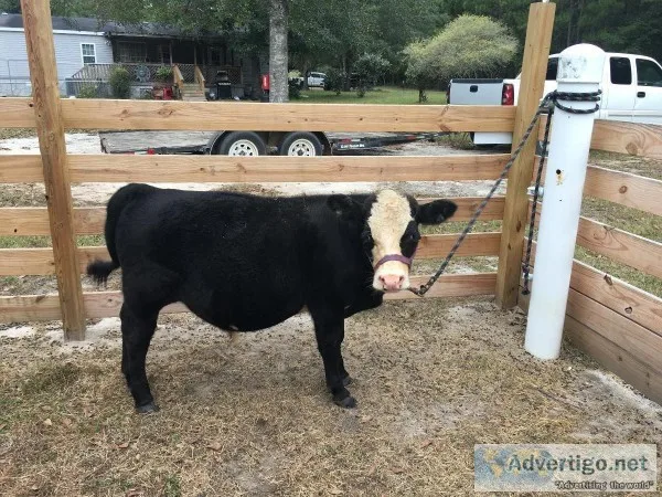 Miniature Hereford x bull