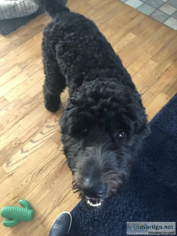 Labradoodle