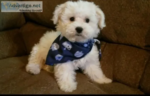 Maltese