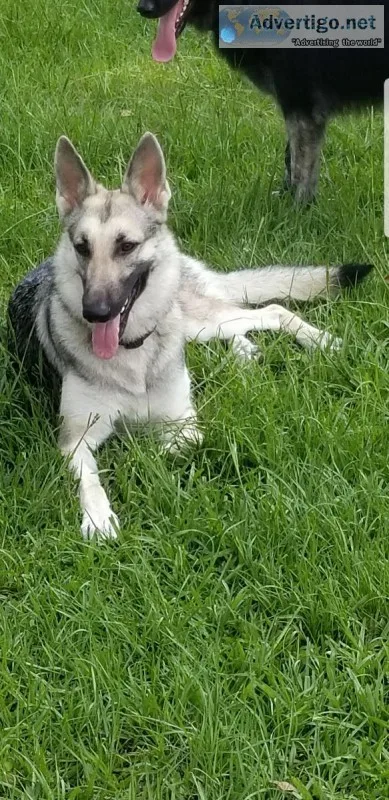 Silver AKC german shepherd puppies
