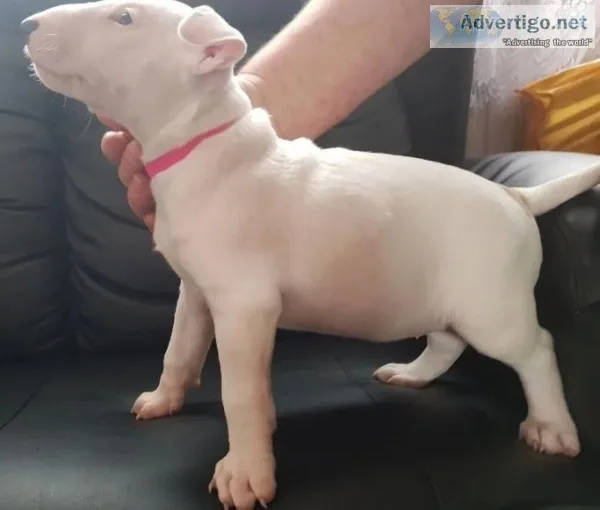aKc English Bull Terrier Puppies