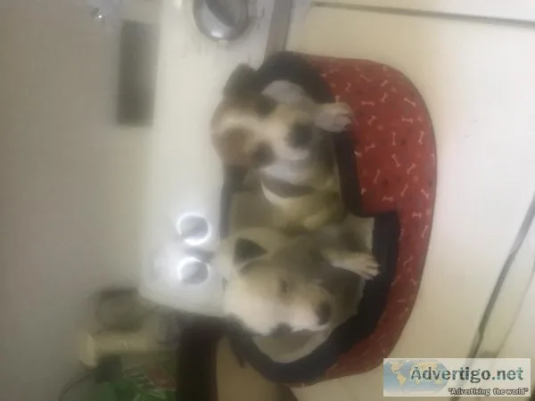 Chihua puppies