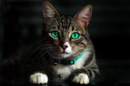 Cat Sitter Available