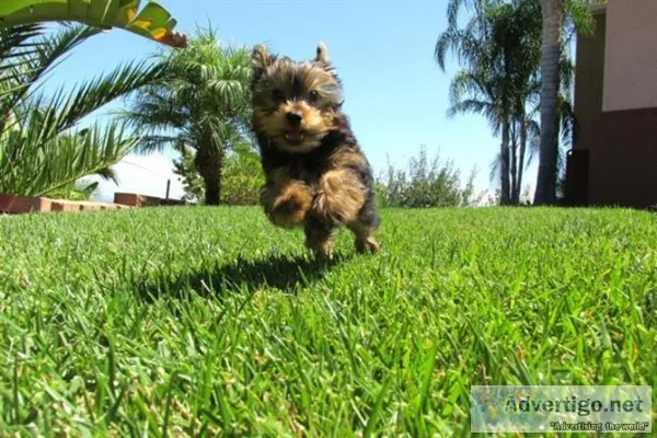 Sweet playful Yorkie