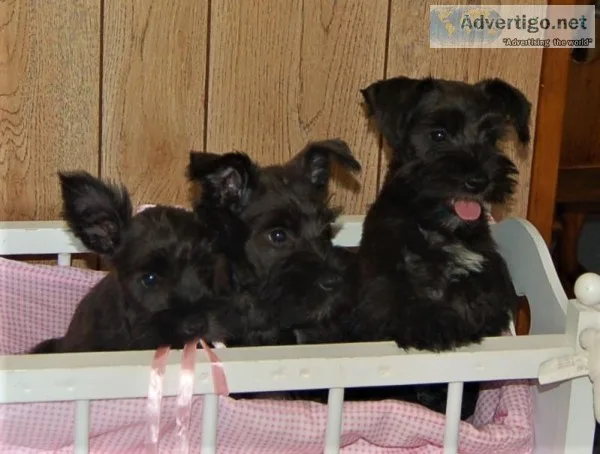 adorable Mini Schnauzer puppies