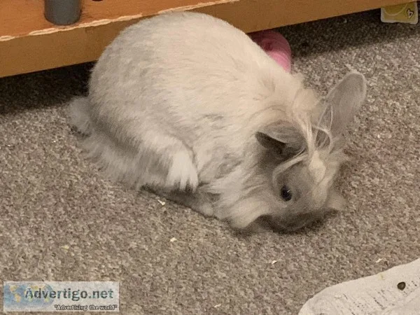 Holland lop x lion head female bunny
