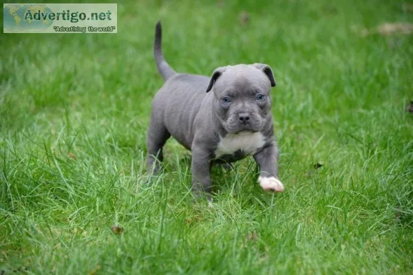 Pitbull Puppies