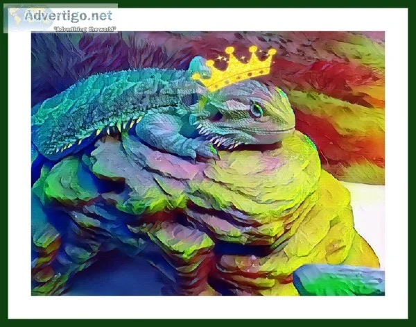 Bearded Dragon 1yr old