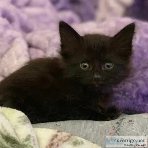 Super Cute Black Female Kitten