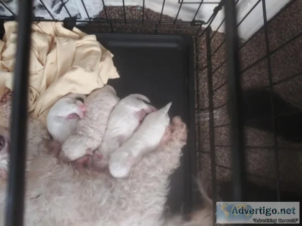 Maltese