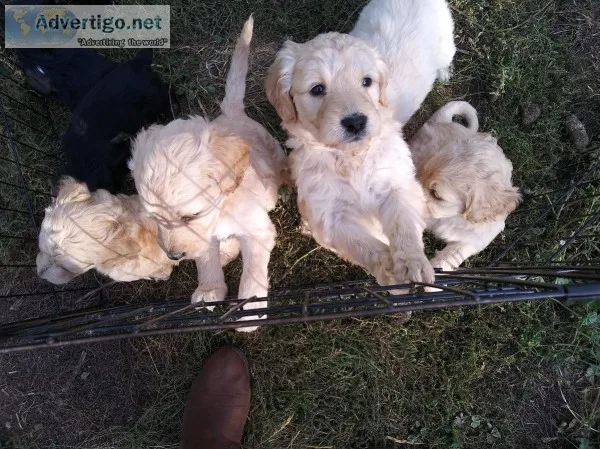 Goldendoodle puppies