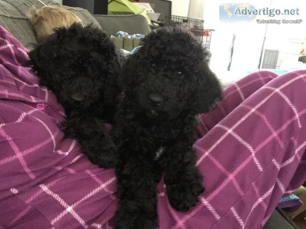 AKC standard poodle puppies