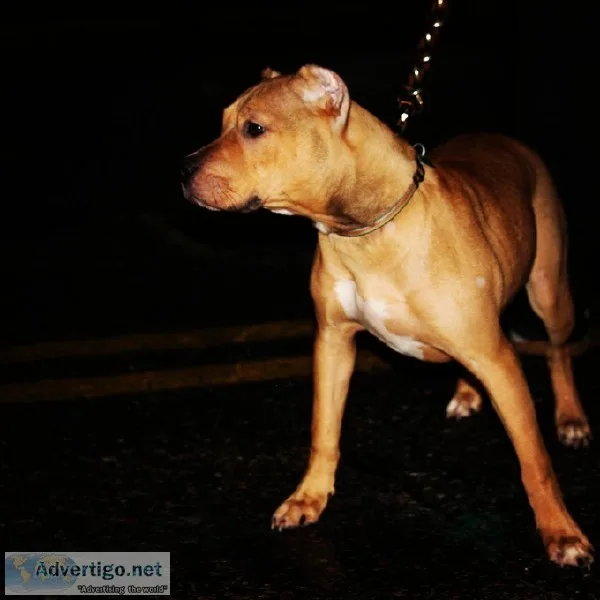 Pitbull puppys