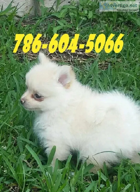 Pomeranian Puppies