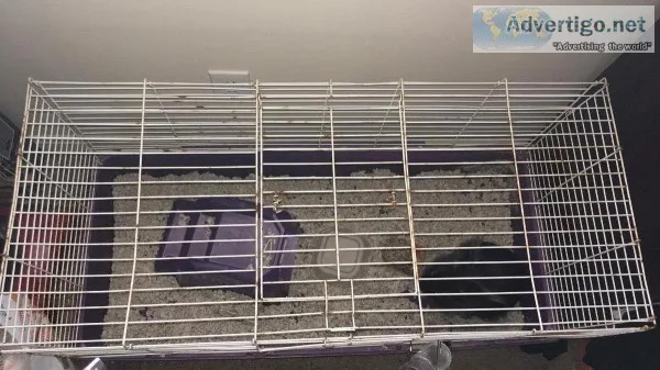 Black rabbit and cage