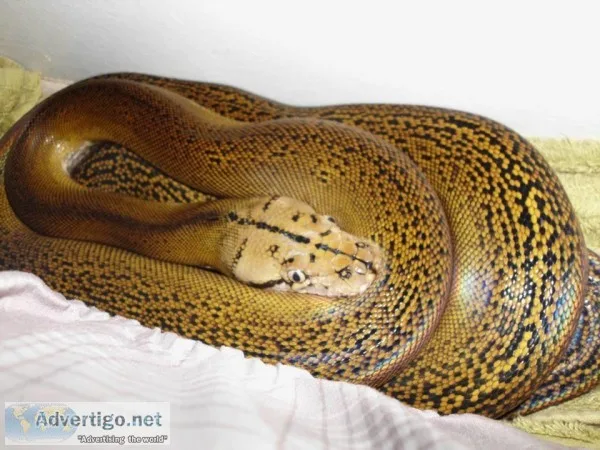 Male Dwarf Reticluated Python Giveaway