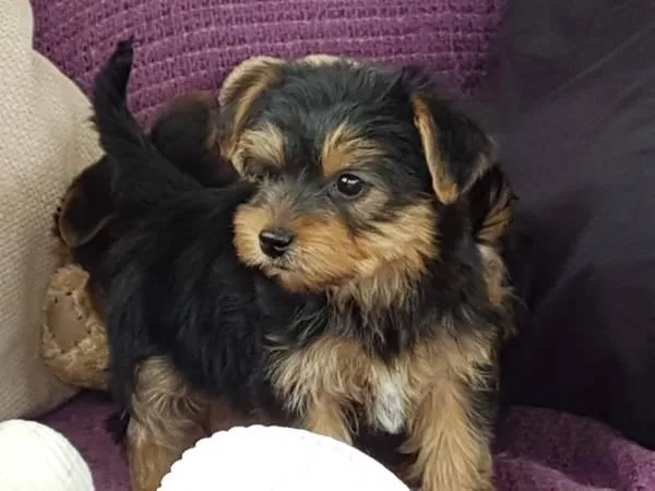puppy breed pure Yorkie black color to rehome