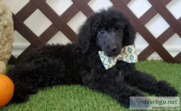AKC Standard Poodle - Bentley