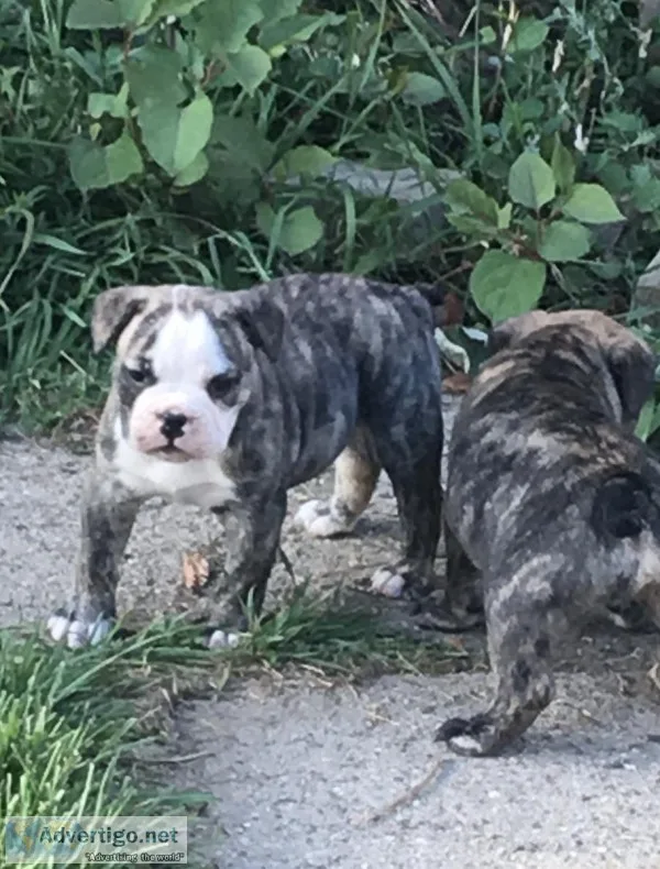 7wk Olde English Bulldogge