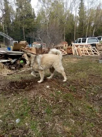 Caucasian ShepherdGreat Pyranees