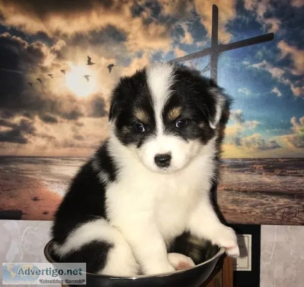 AKC Stover s Australian Shepherd s