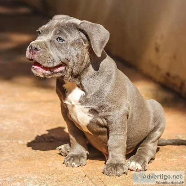 FEMALE PUSHHY CALL DAISY